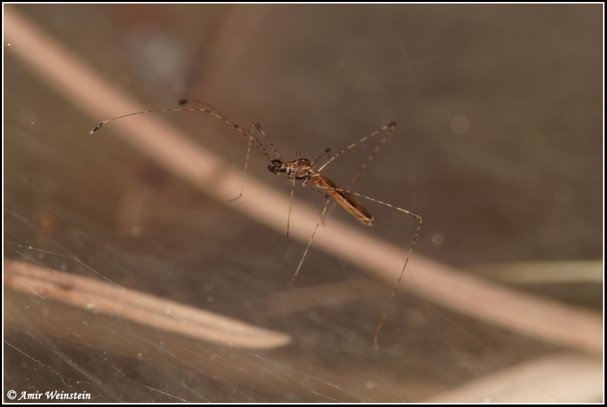 Berytidae: Metacanthus annulosus d''Israele